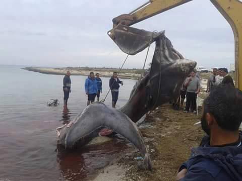 requin-djerba-ajim-2016-03