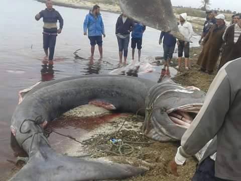 requin-djerba-ajim-2016-05