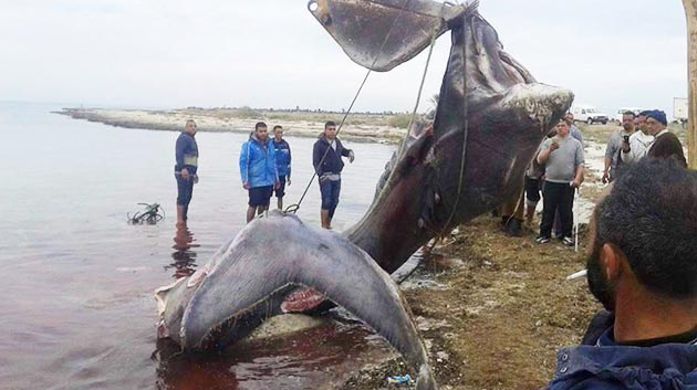 requin-djerba-ajim-2016-06