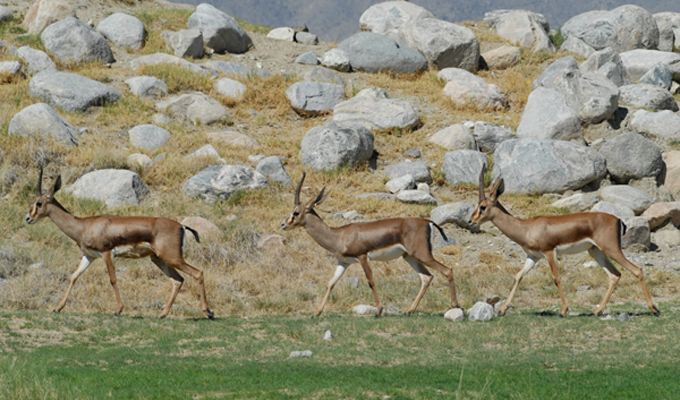 gazelle-cuvier-parc-djebel-serj-siliana