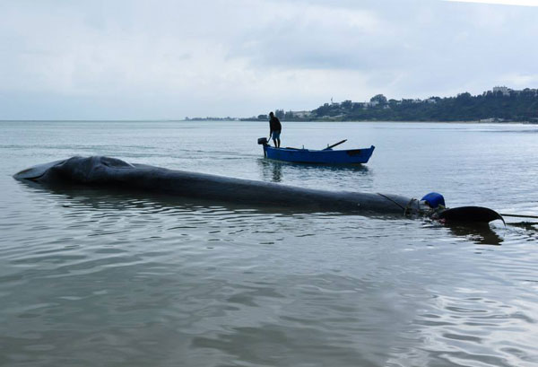 baleine-1-sidibou