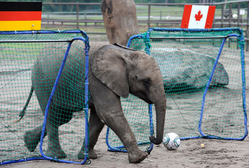 elephant-nelly-coupedumonde