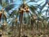 oasis de Tozeur