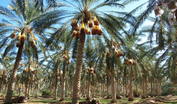 oasis de Tozeur