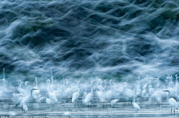 aigrette-NGO